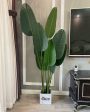 HXGYZP Nearly Natural Artificial Plant, Green Cheap