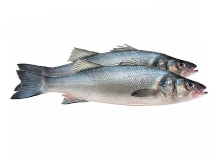 FRESH SEA BASS Discount