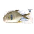 SH Frozen Golden Pompano Fashion