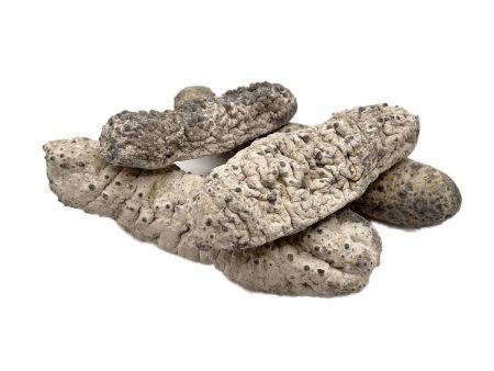 Australian Dried Sea Cucumber Online Hot Sale