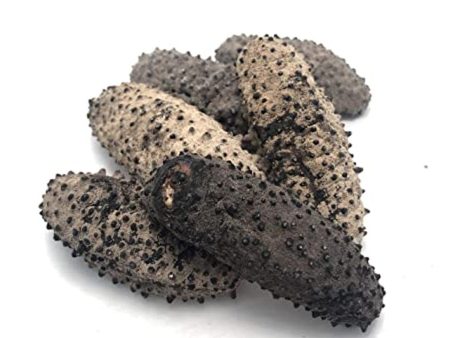 South American Sea Cucumber For Discount