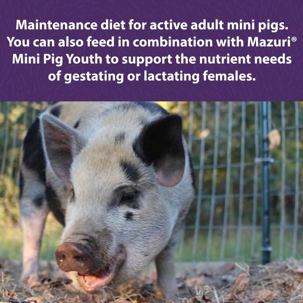 Mazuri® Mini Pig Active Adult Cheap