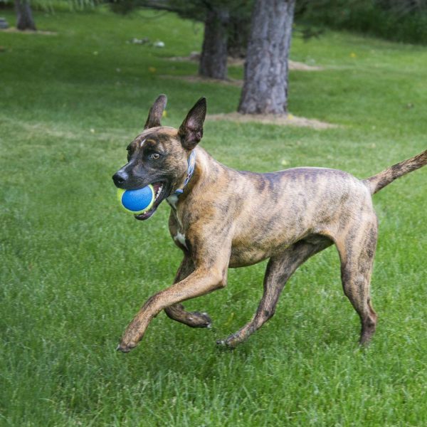 KONG Ultra Squeakair Ball Dog Toy Online