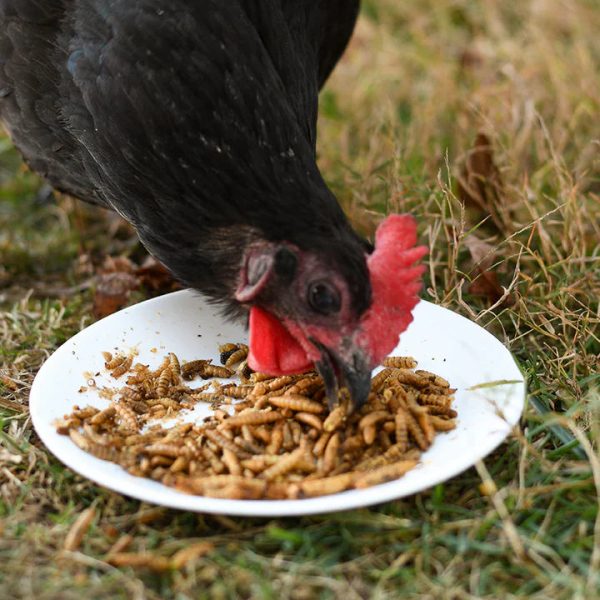 Happy Hen Grub Frenzy™ Globally Sourced Online now